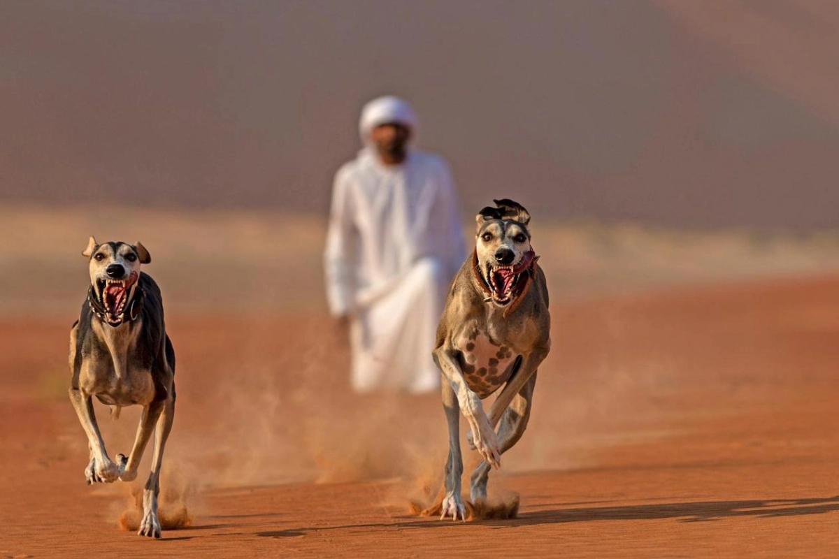 Qasr Al Sarab Desert Resort by Anantara - Hotel Photo 24