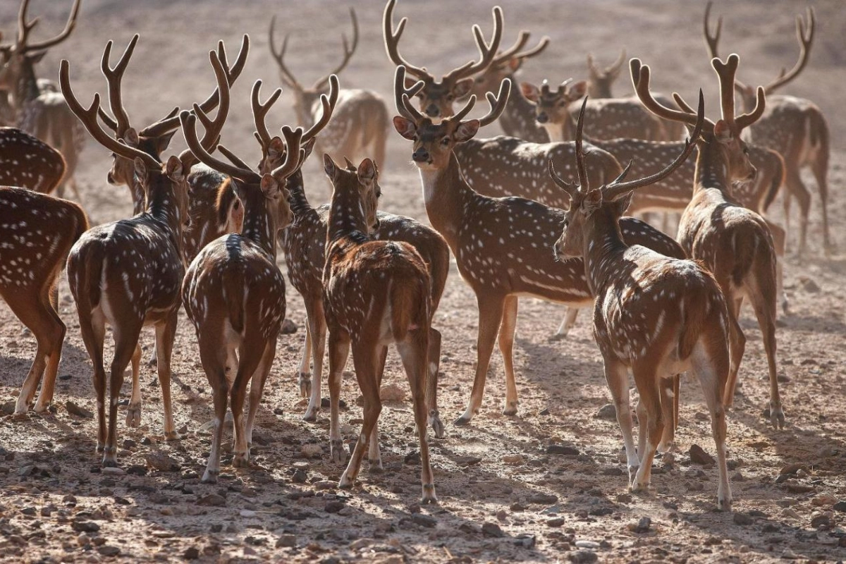 Anantara Sir Bani Yas Island Al Yamm Villa Resort - Hotel Photo 27