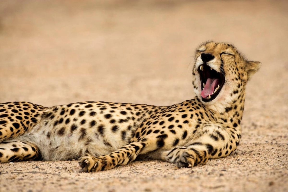 Desert Island Resort & Spa By Anantara - Hotel Photo 54