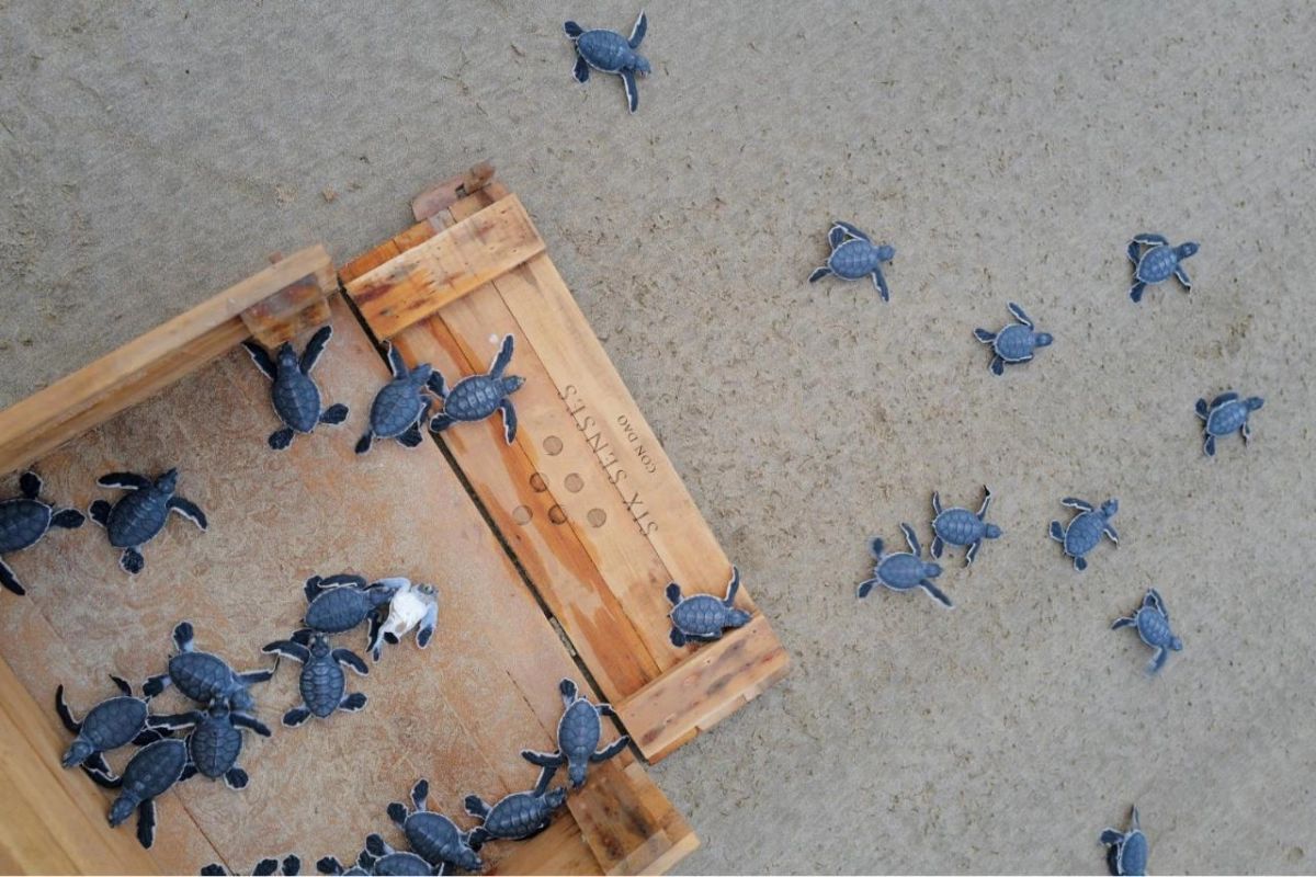 Six Senses Con Dao - Hotel Photo 12