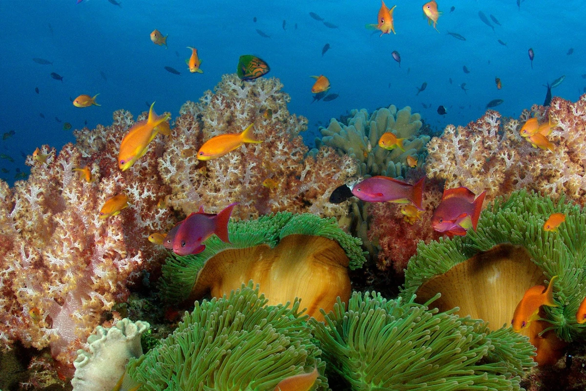 Nanuku Resort Fiji - Hotel Photo 14