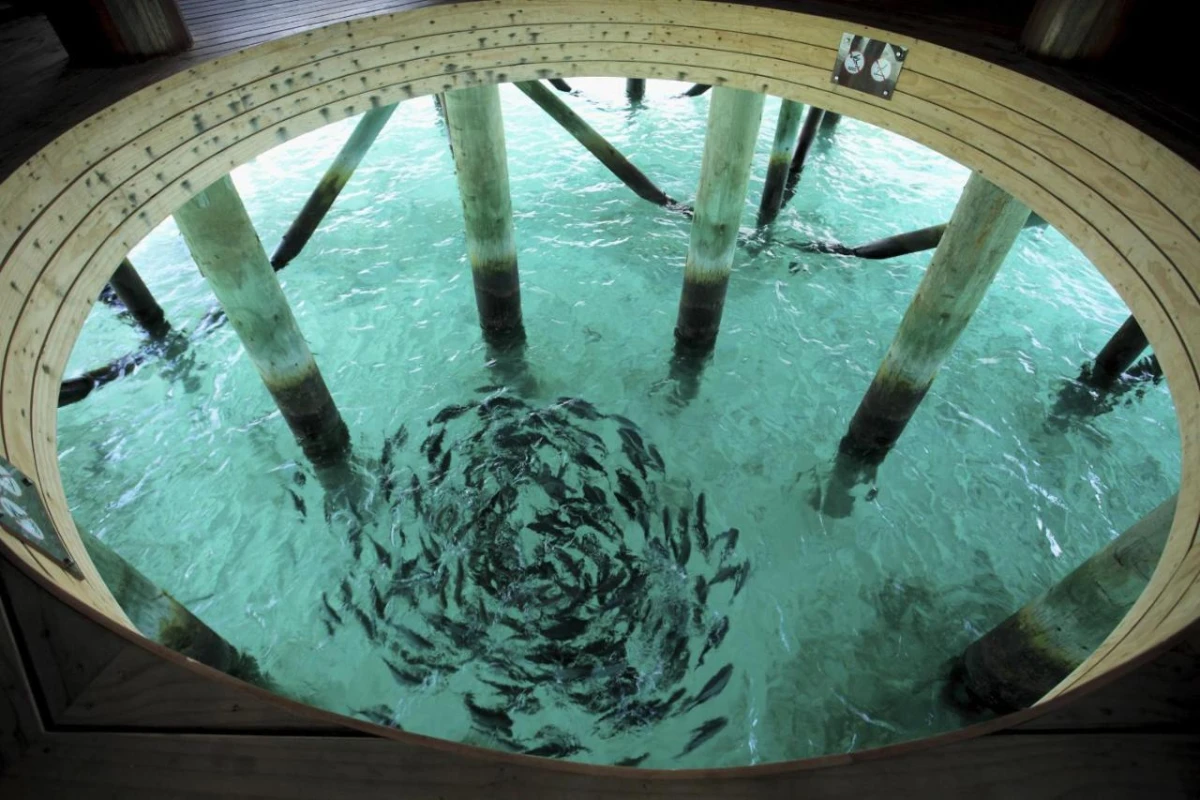 Centara Ras Fushi Resort & Spa - Hotel Photo 59