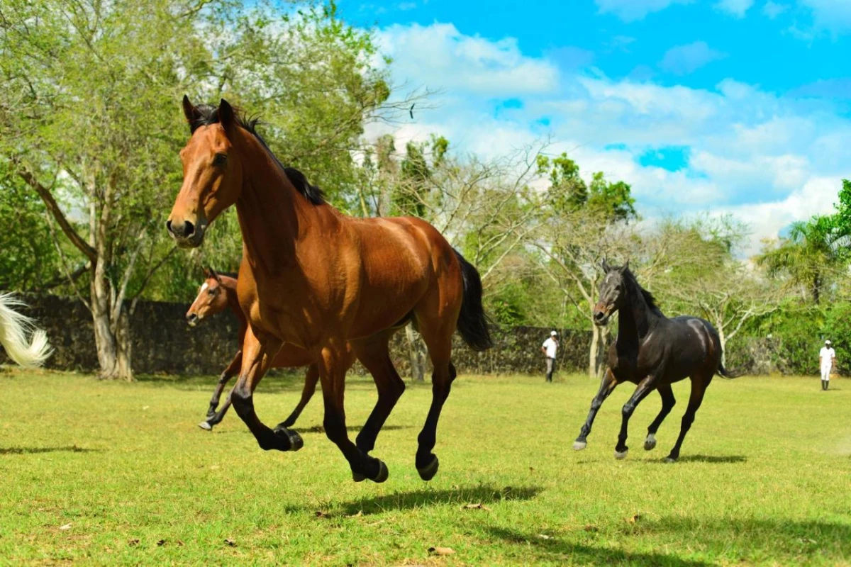 Maritim Resort & Spa Mauritius - Hotel Photo 54