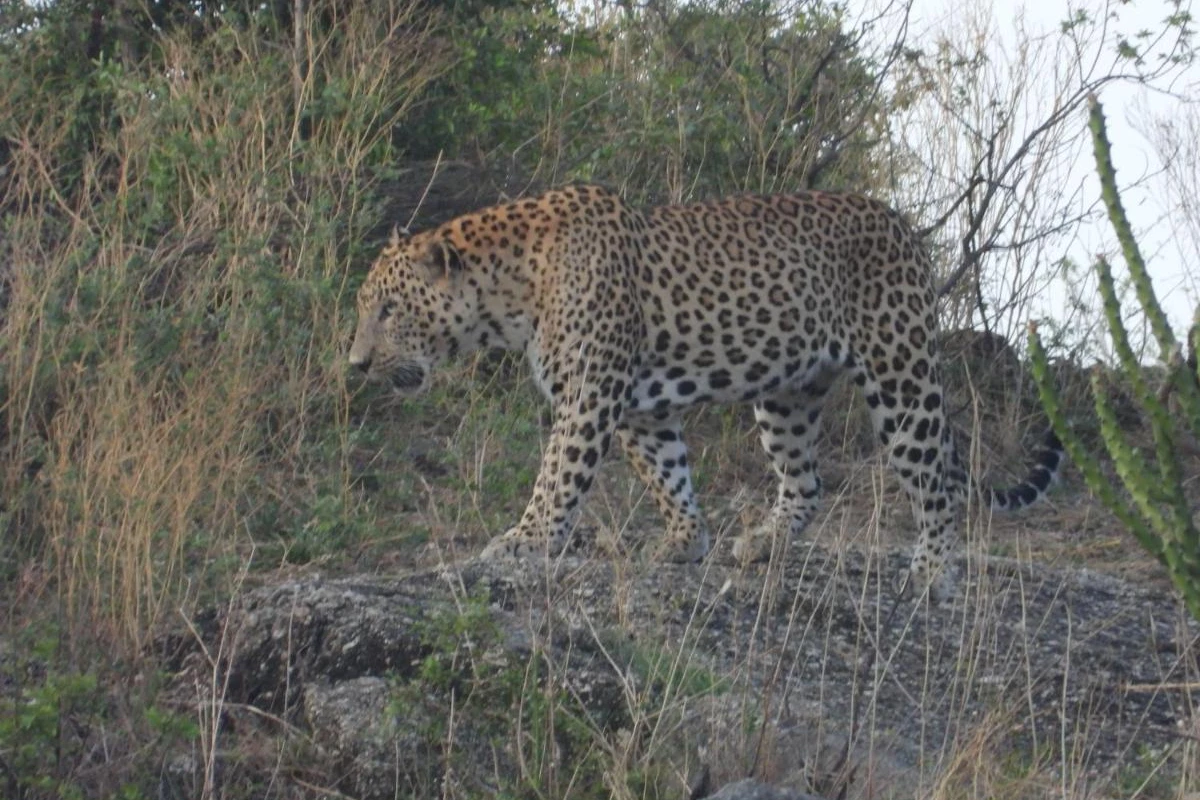 Rawla Narlai - Hotel Photo 32