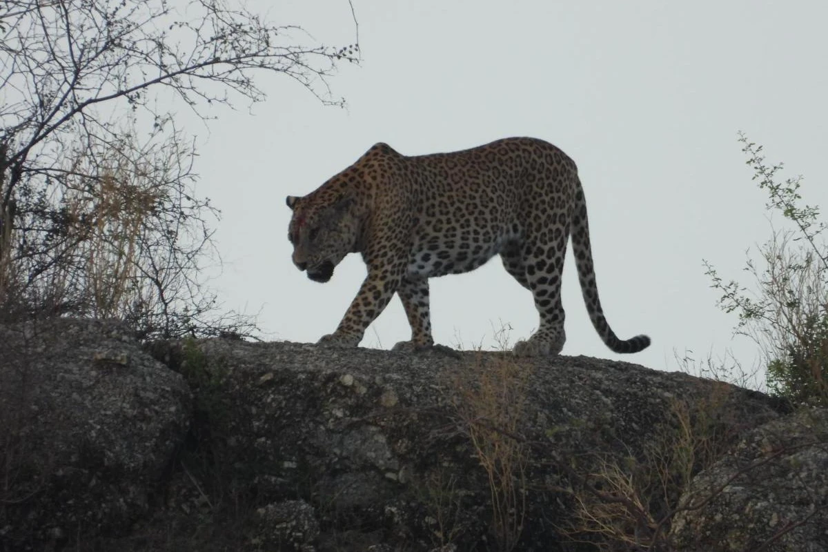 Rawla Narlai - Hotel Photo 33