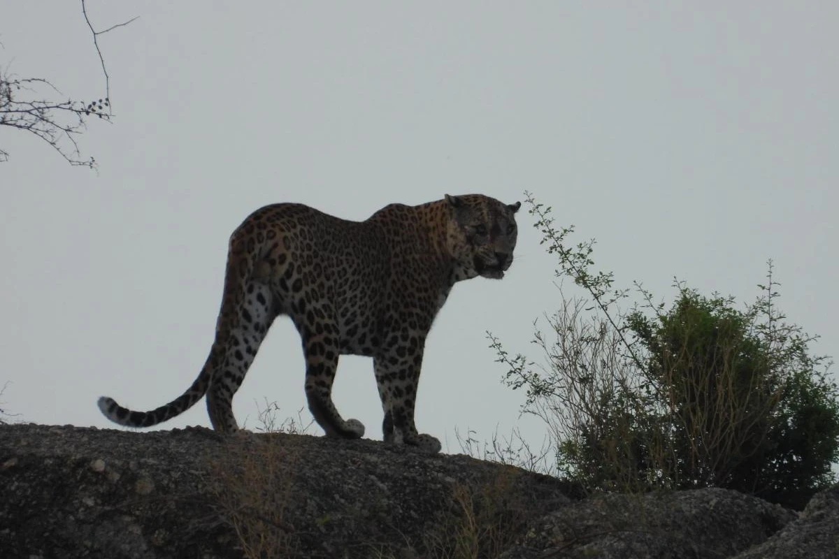 Rawla Narlai - Hotel Photo 34