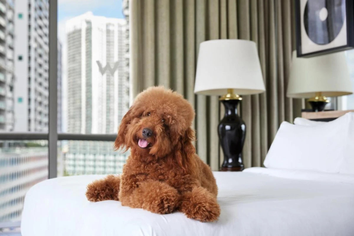 W Miami - Hotel Photo 9