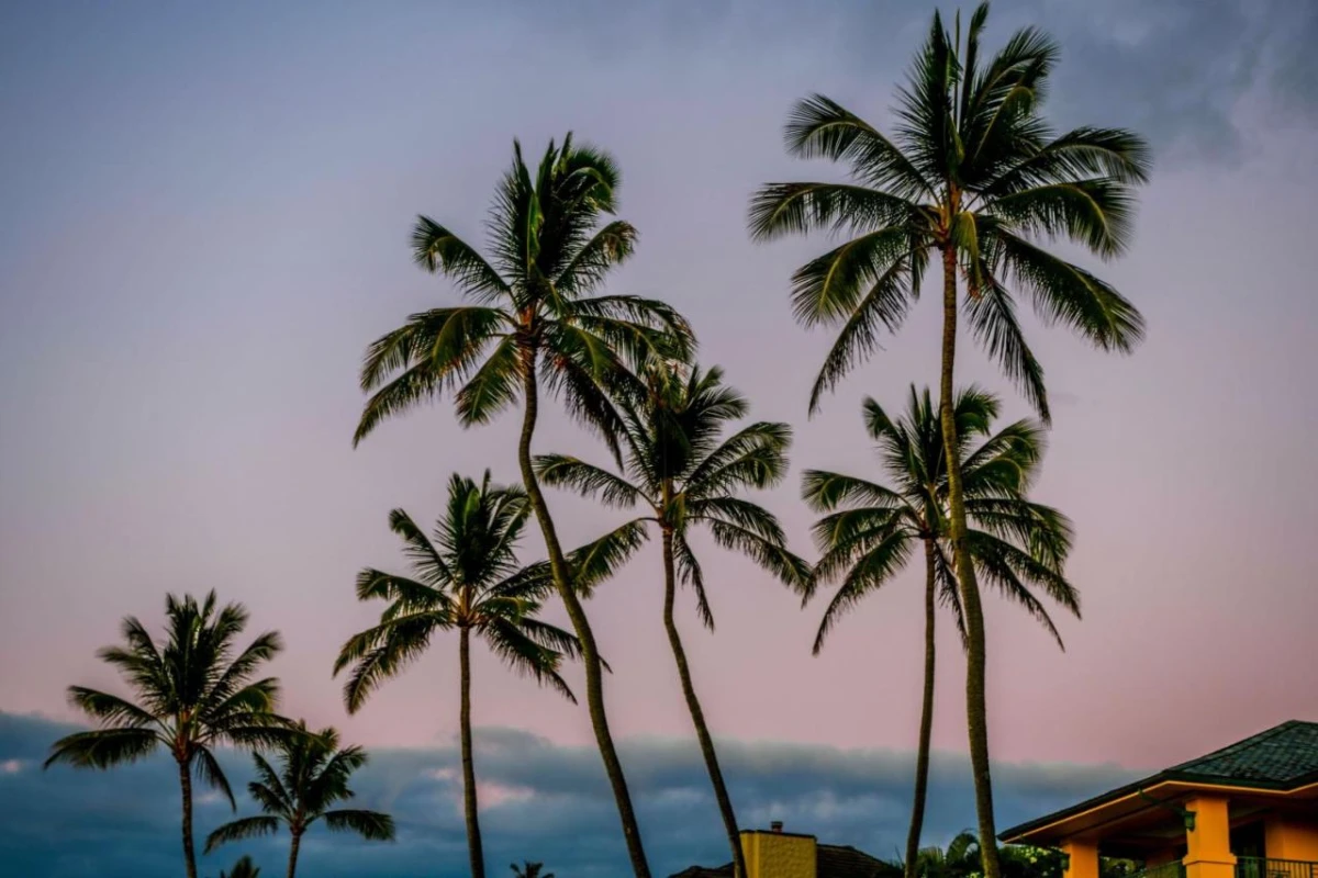 The Ritz-Carlton Maui Kapalua - Hotel Photo 21