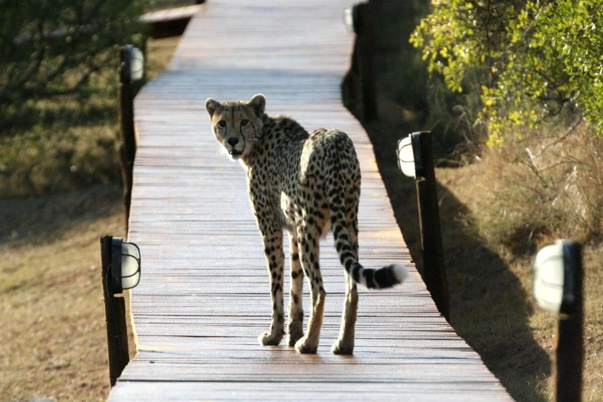 Bukela Game Lodge - Hotel Photo 2