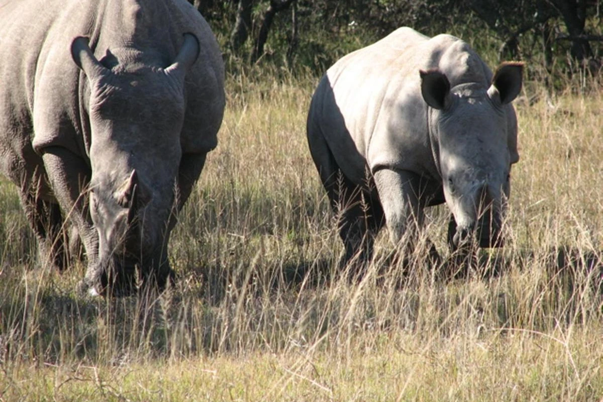 Bukela Game Lodge - Hotel Photo 10