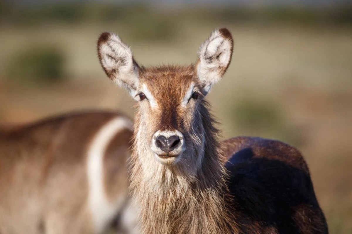 Bukela Game Lodge - Hotel Photo 34