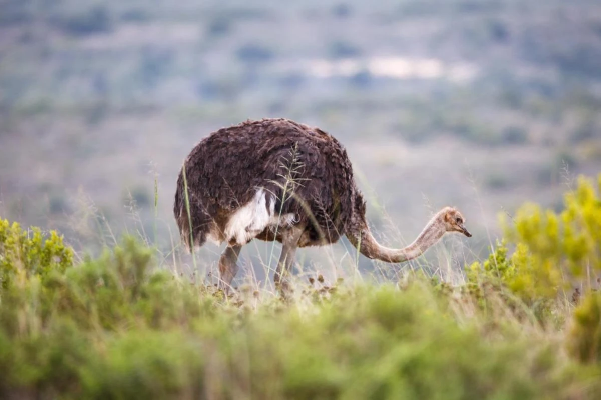 Bukela Game Lodge - Hotel Photo 43