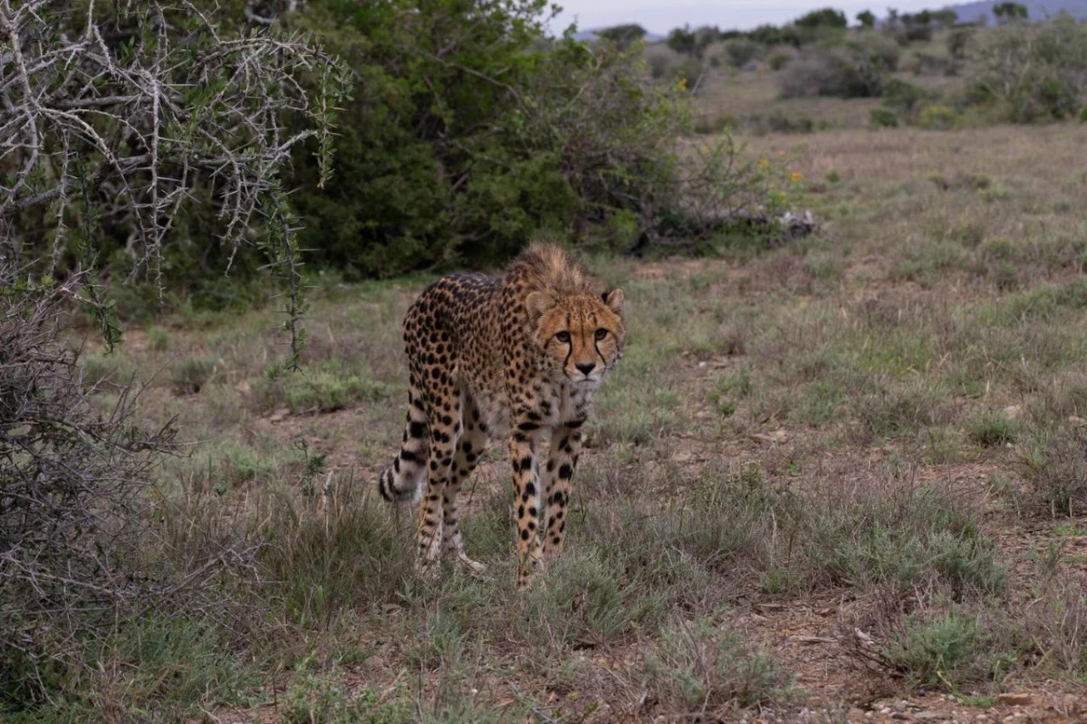 Kuzuko Lodge - Hotel Photo 26