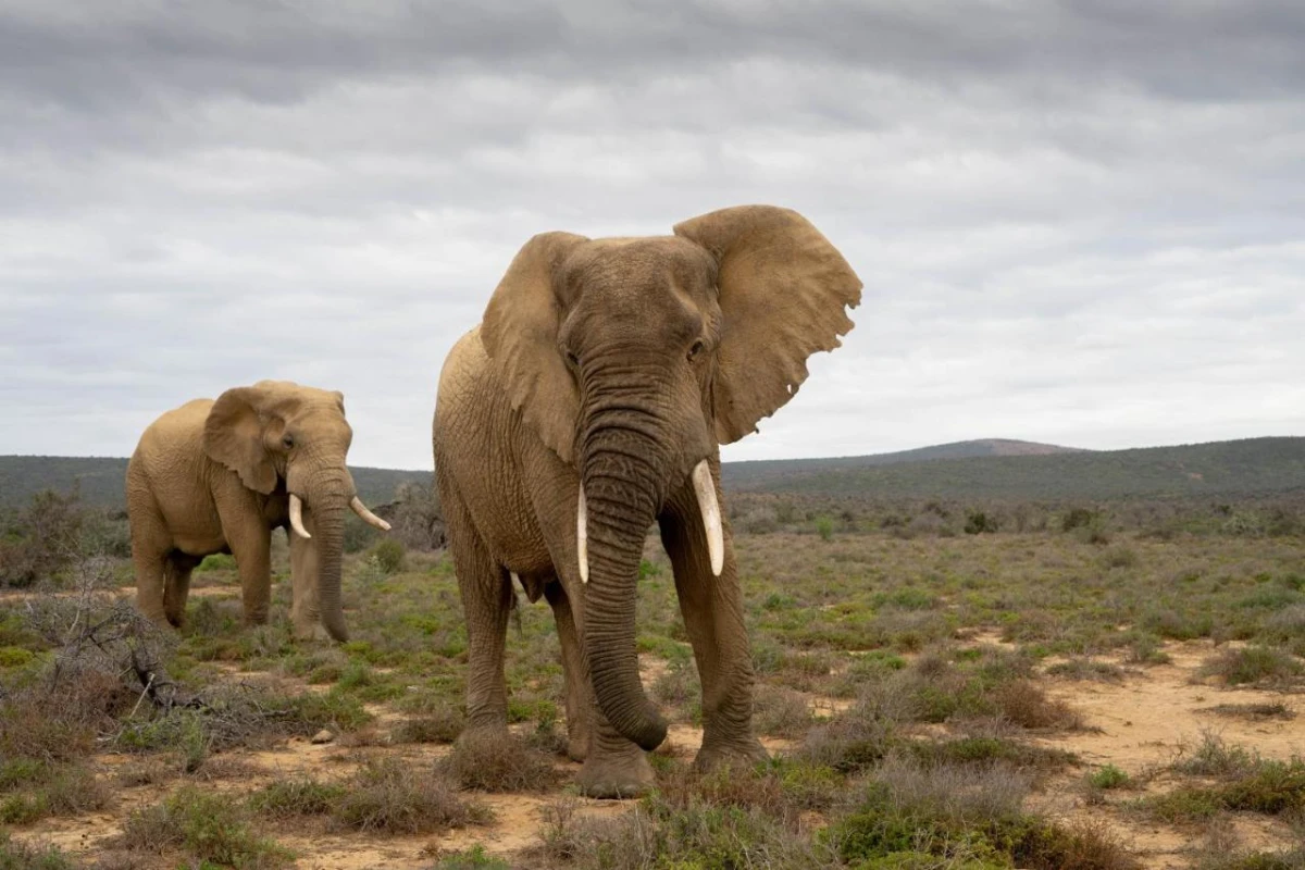 Kuzuko Lodge - Hotel Photo 29