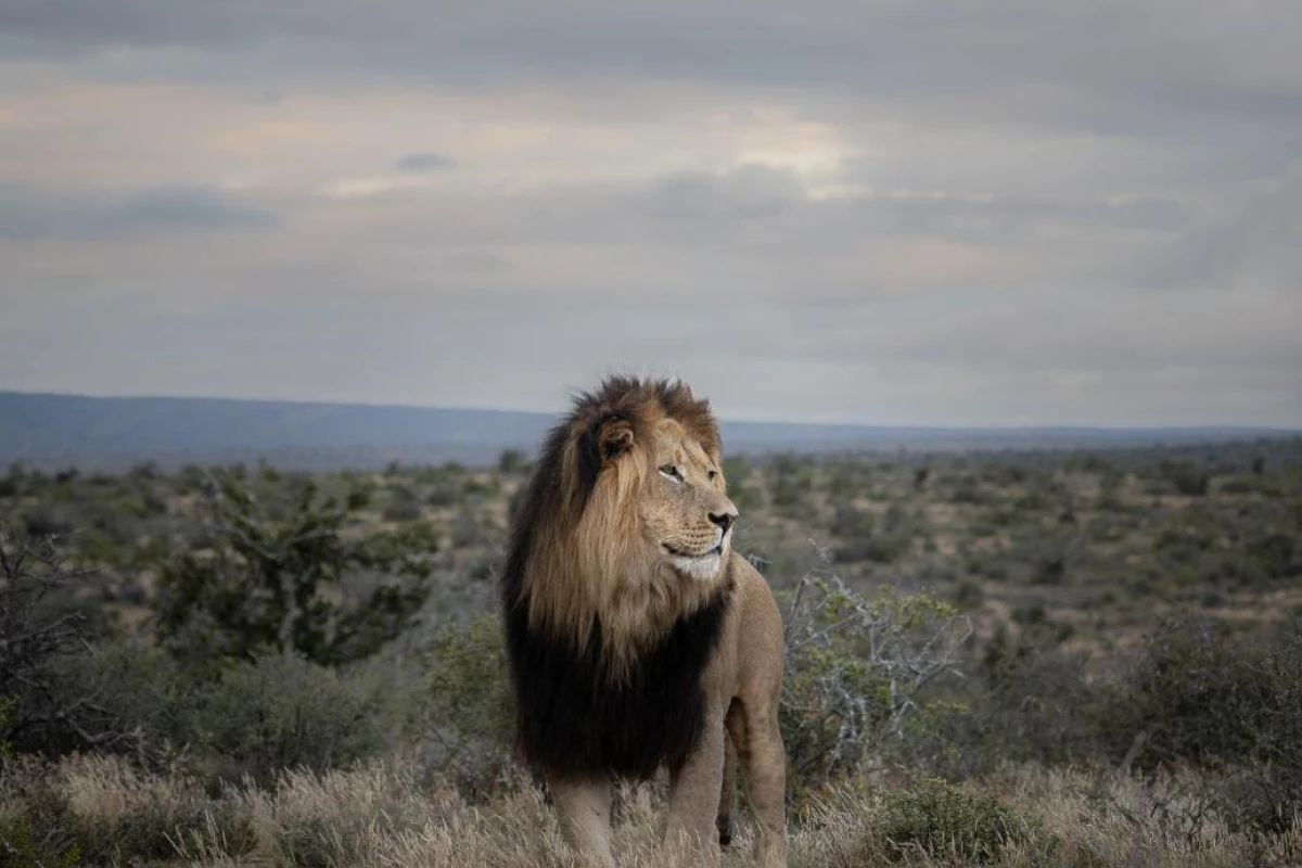 Kuzuko Lodge - Hotel Photo 33