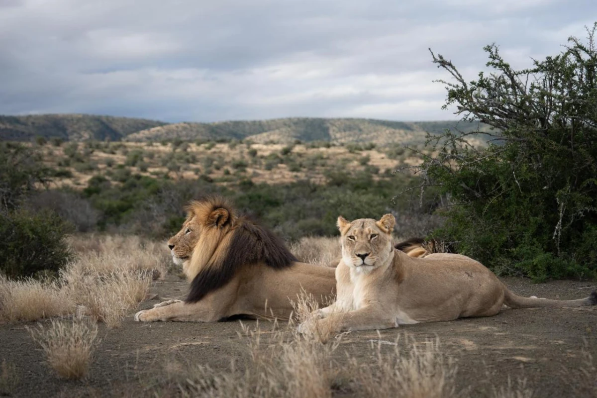 Kuzuko Lodge - Hotel Photo 34