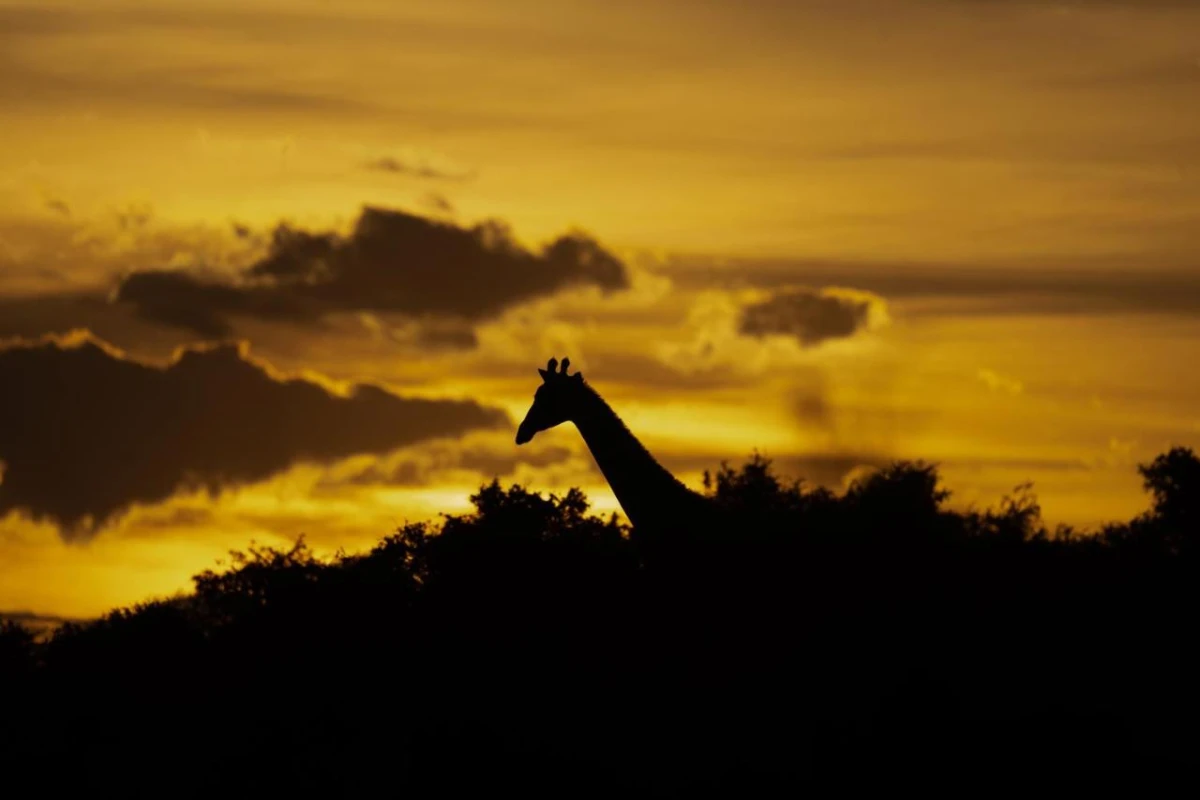 Kuzuko Lodge - Hotel Photo 36