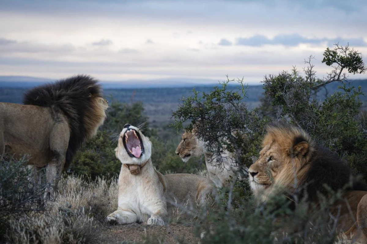 Kuzuko Lodge - Hotel Photo 37
