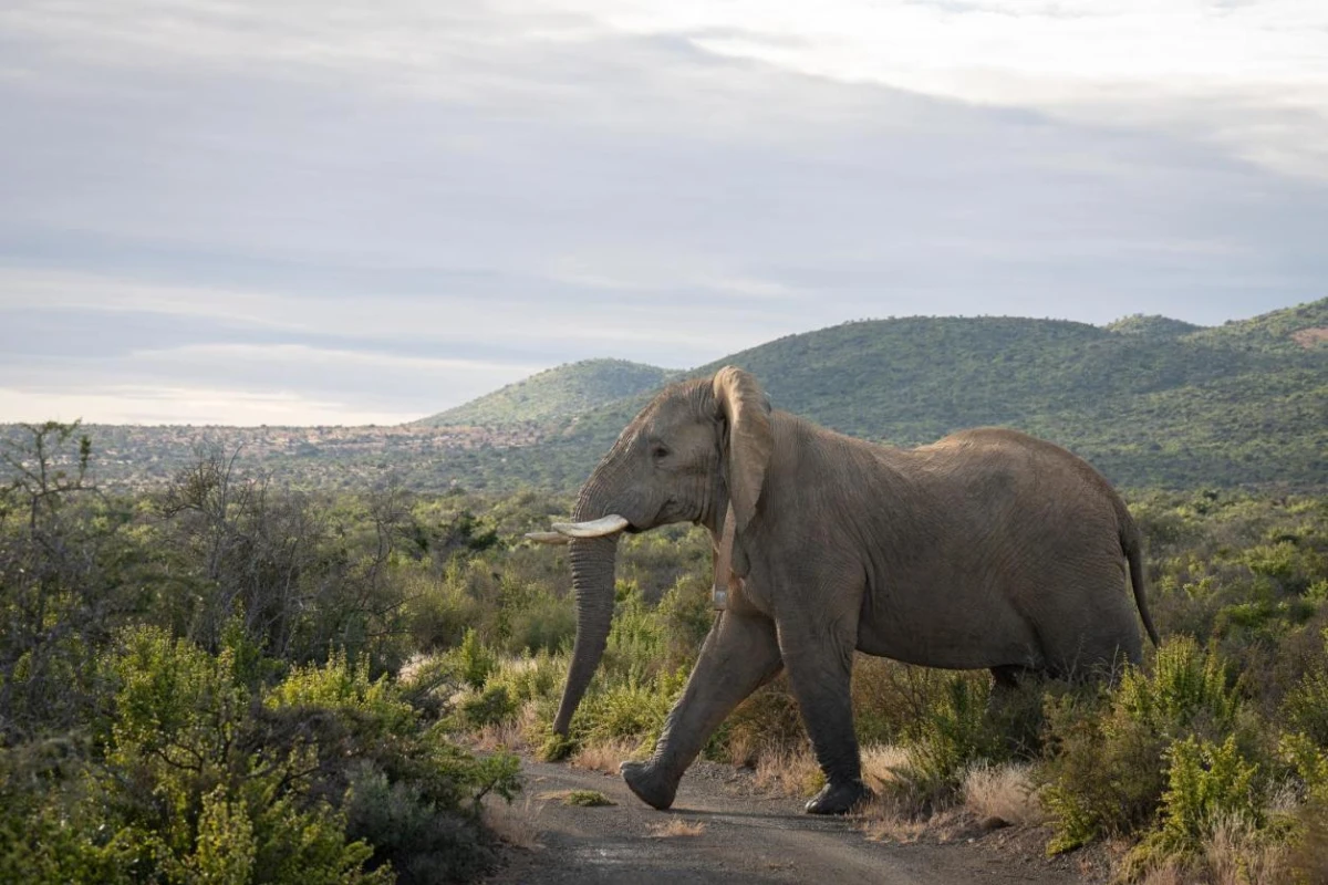 Kuzuko Lodge - Hotel Photo 38