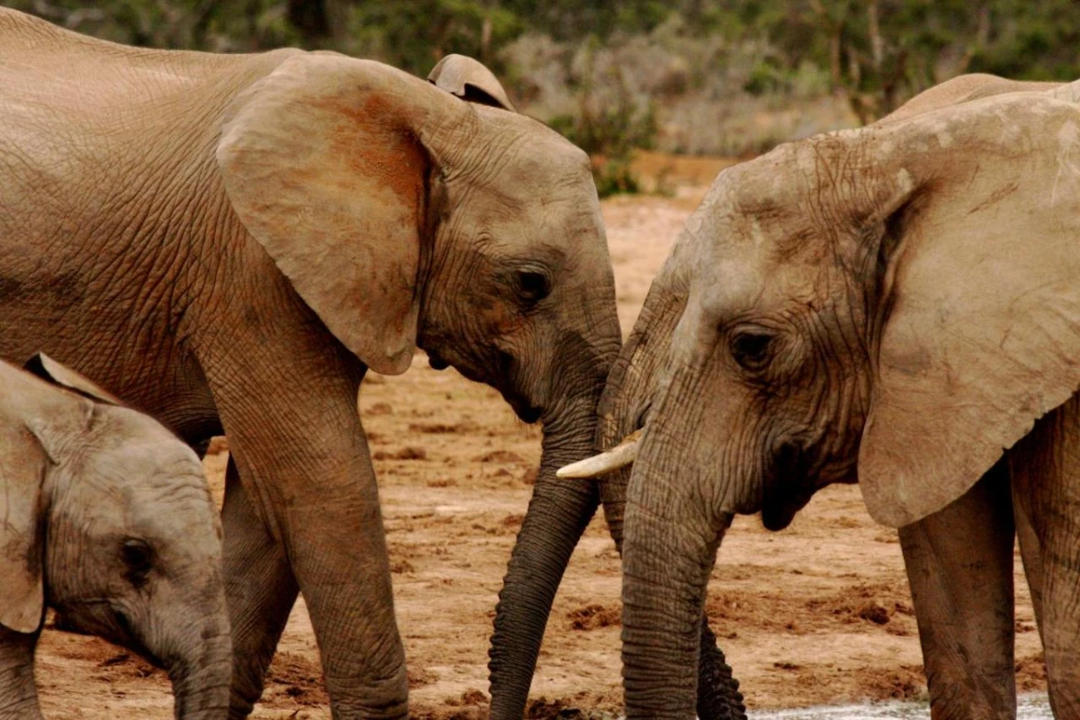 Woodall Country House & Spa - Hotel Photo 3