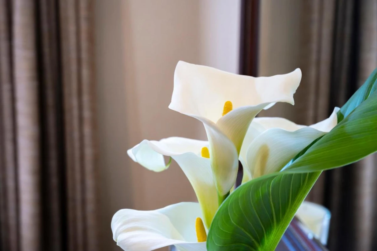 Woodall Country House & Spa - Hotel Photo 8