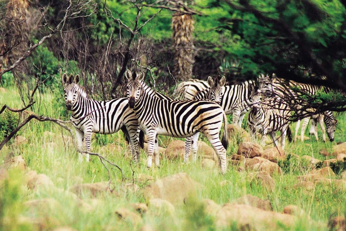 Fugitives Drift Lodge - Hotel Photo 5