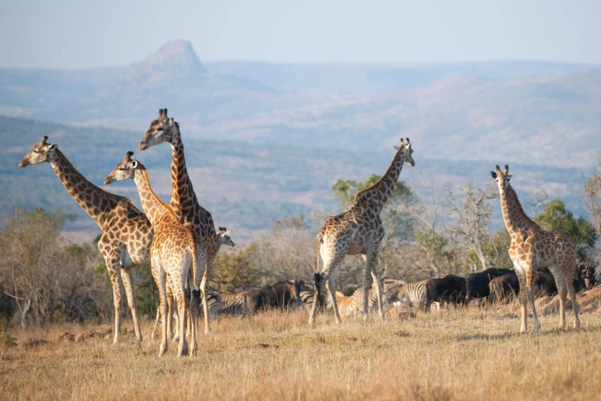 Fugitives Drift Lodge - Hotel Photo 10