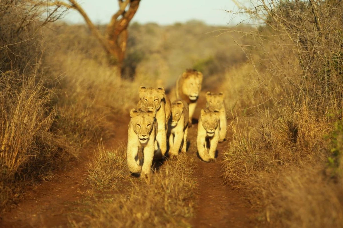 Thanda Safari - Hotel Photo 5