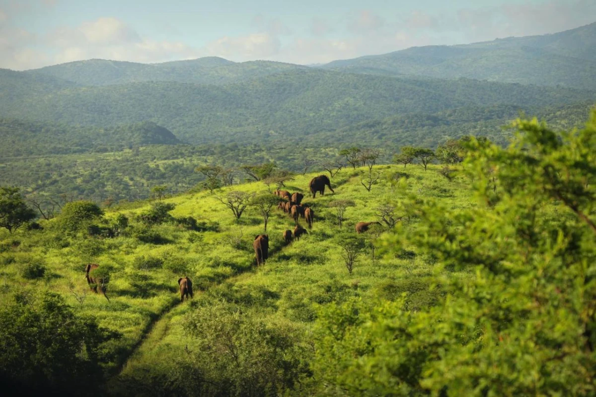 Thanda Safari - Hotel Photo 7