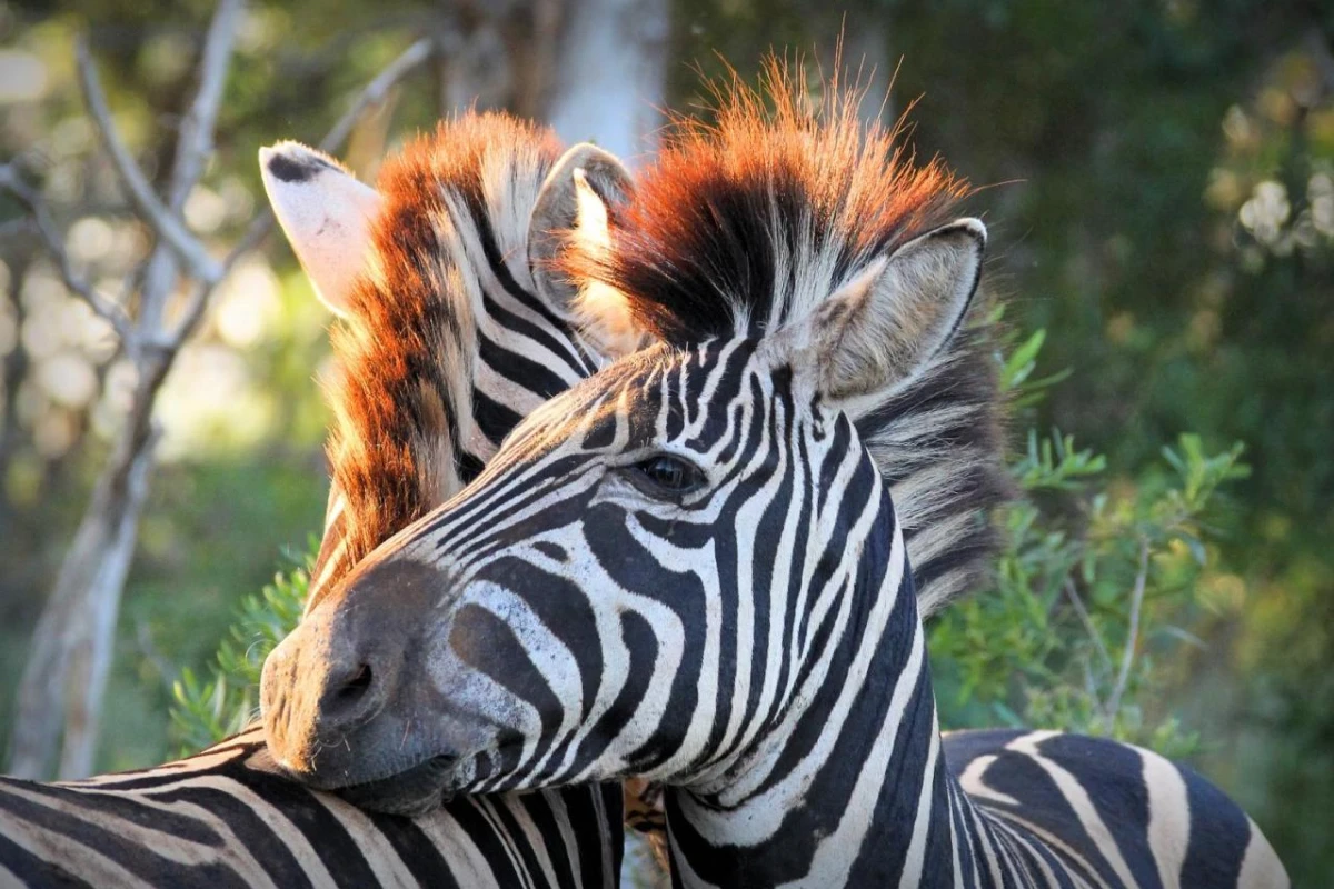 Thanda Safari - Hotel Photo 9