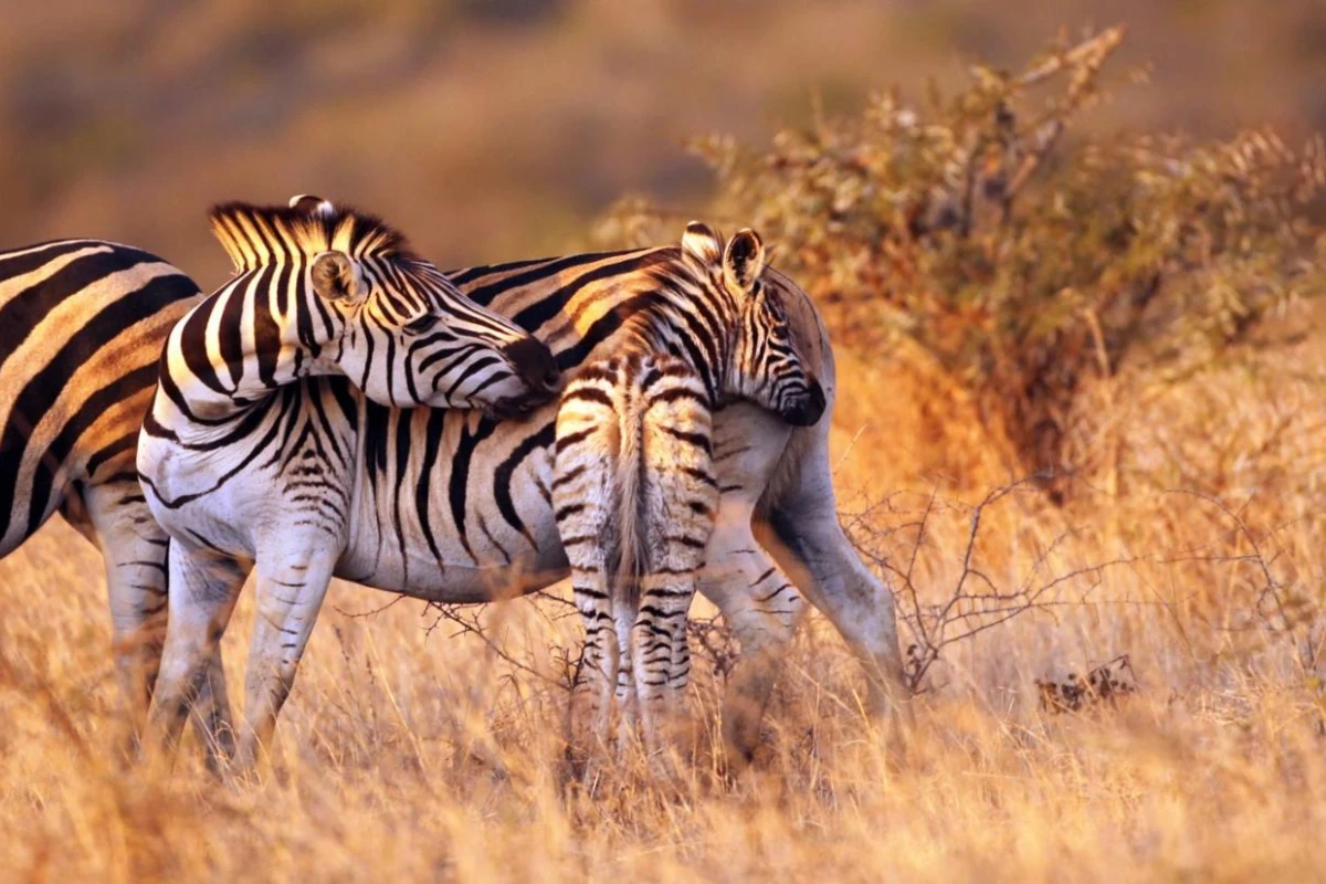 Thanda Safari - Hotel Photo 12