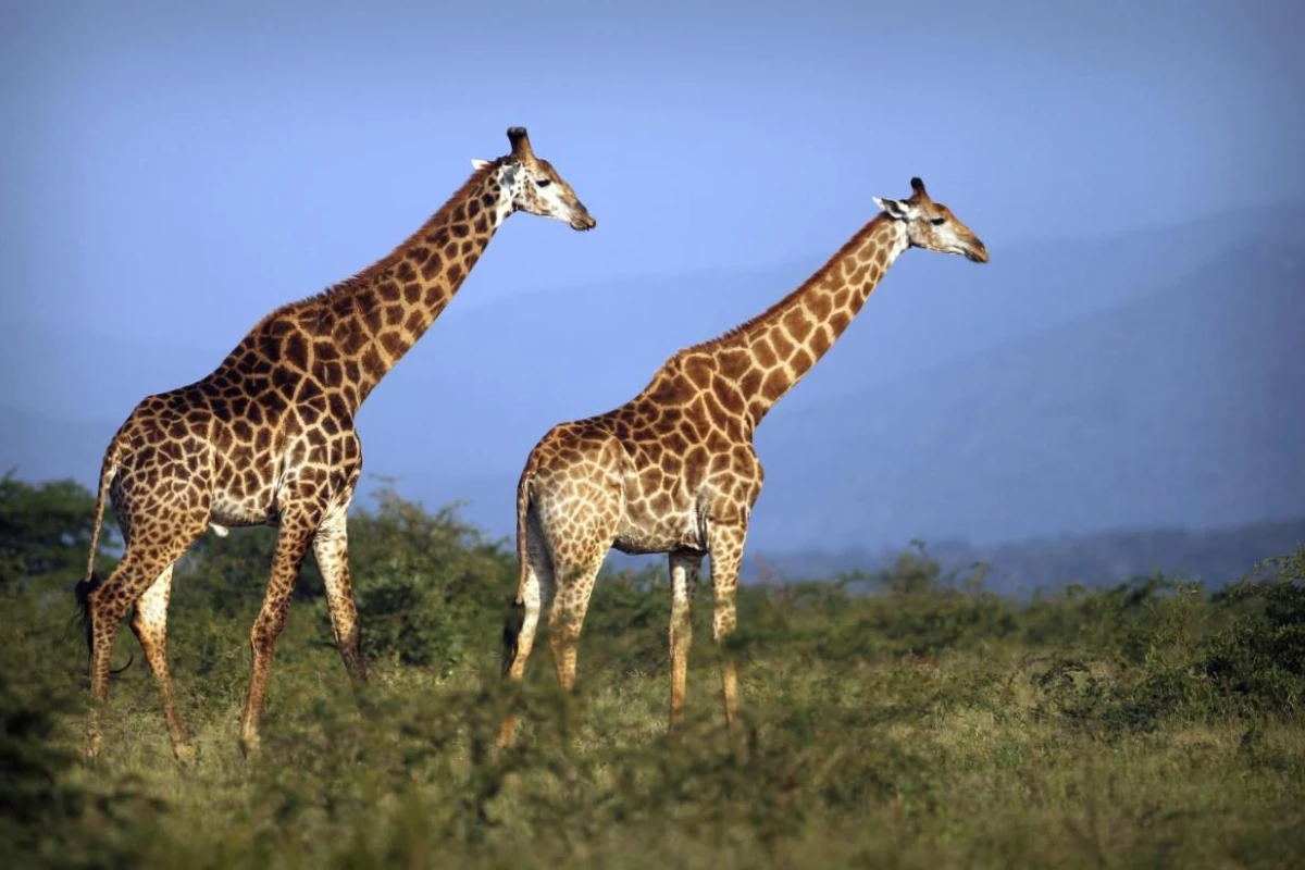 Thanda Safari - Hotel Photo 14