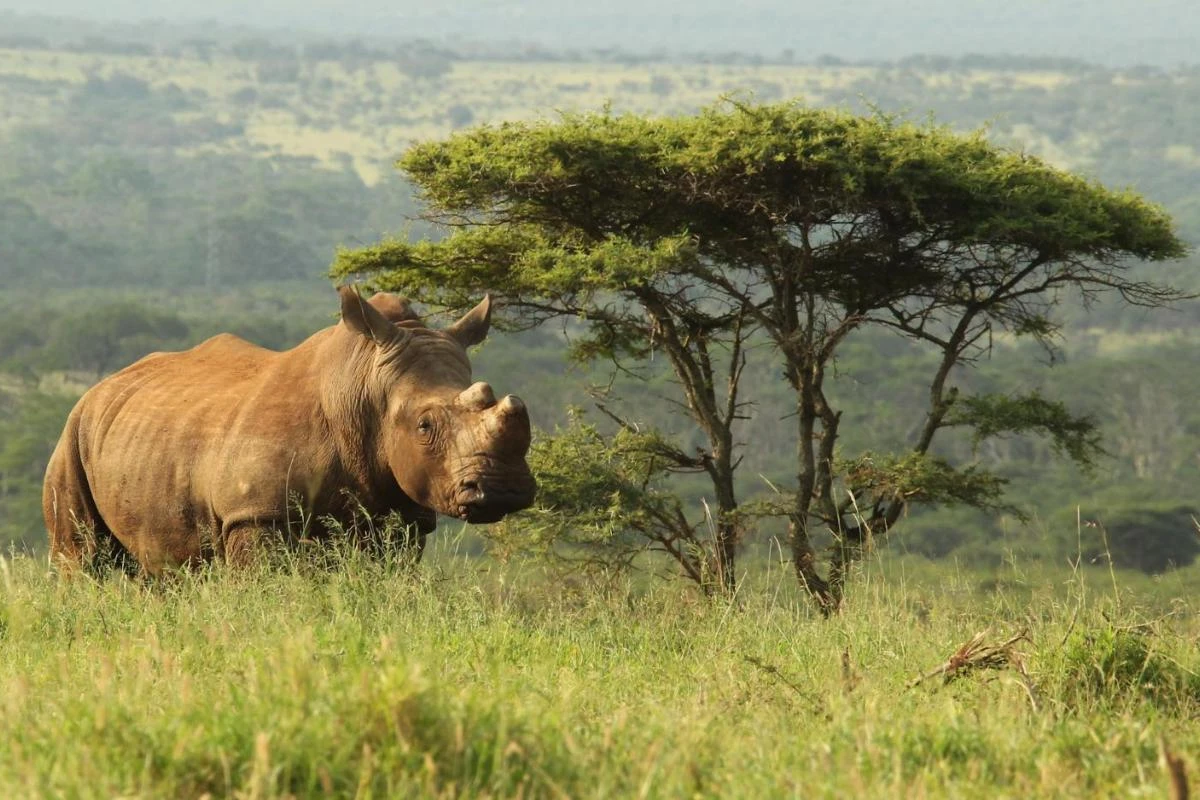 Thanda Safari - Hotel Photo 18