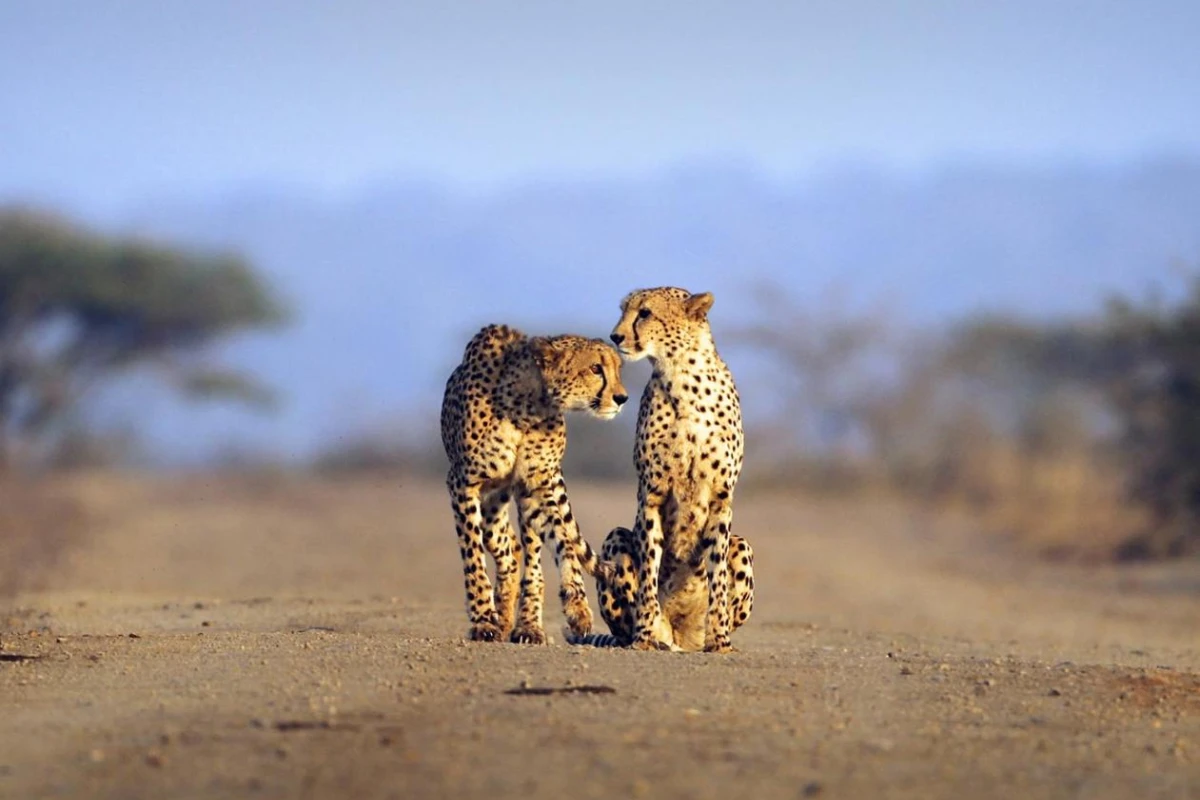 Thanda Safari - Hotel Photo 19