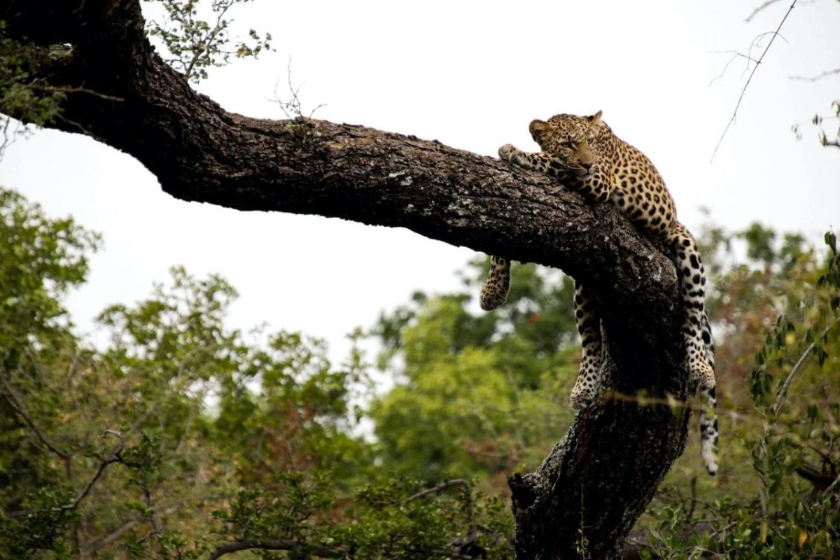 Kapama Karula - Hotel Photo 32