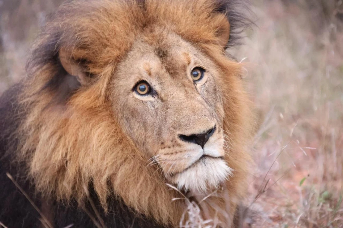 Karongwe Portfolio Becks Safari Lodge - Hotel Photo 9