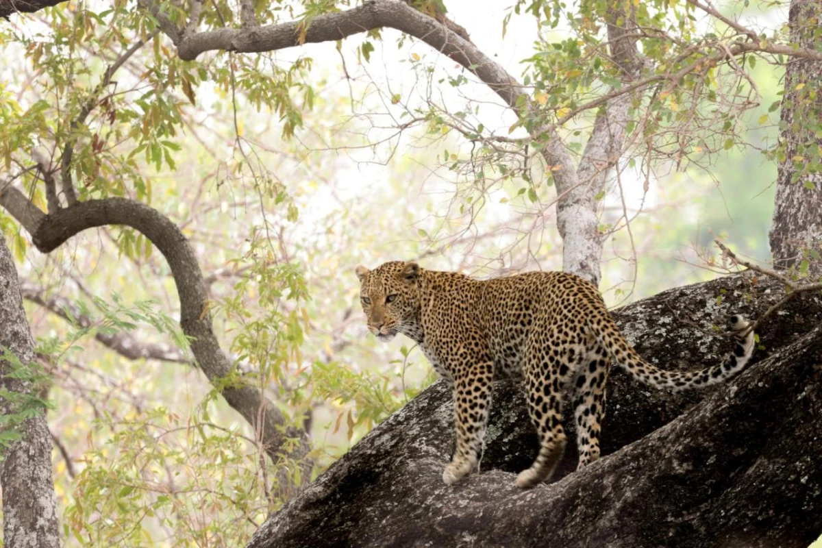 Karongwe Portfolio Becks Safari Lodge - Hotel Photo 12