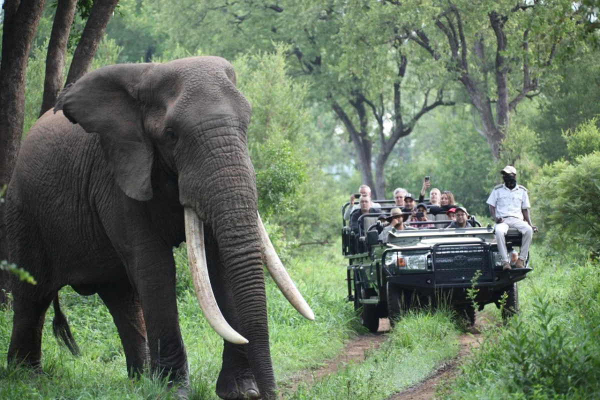 Karongwe Portfolio Becks Safari Lodge - Hotel Photo 18