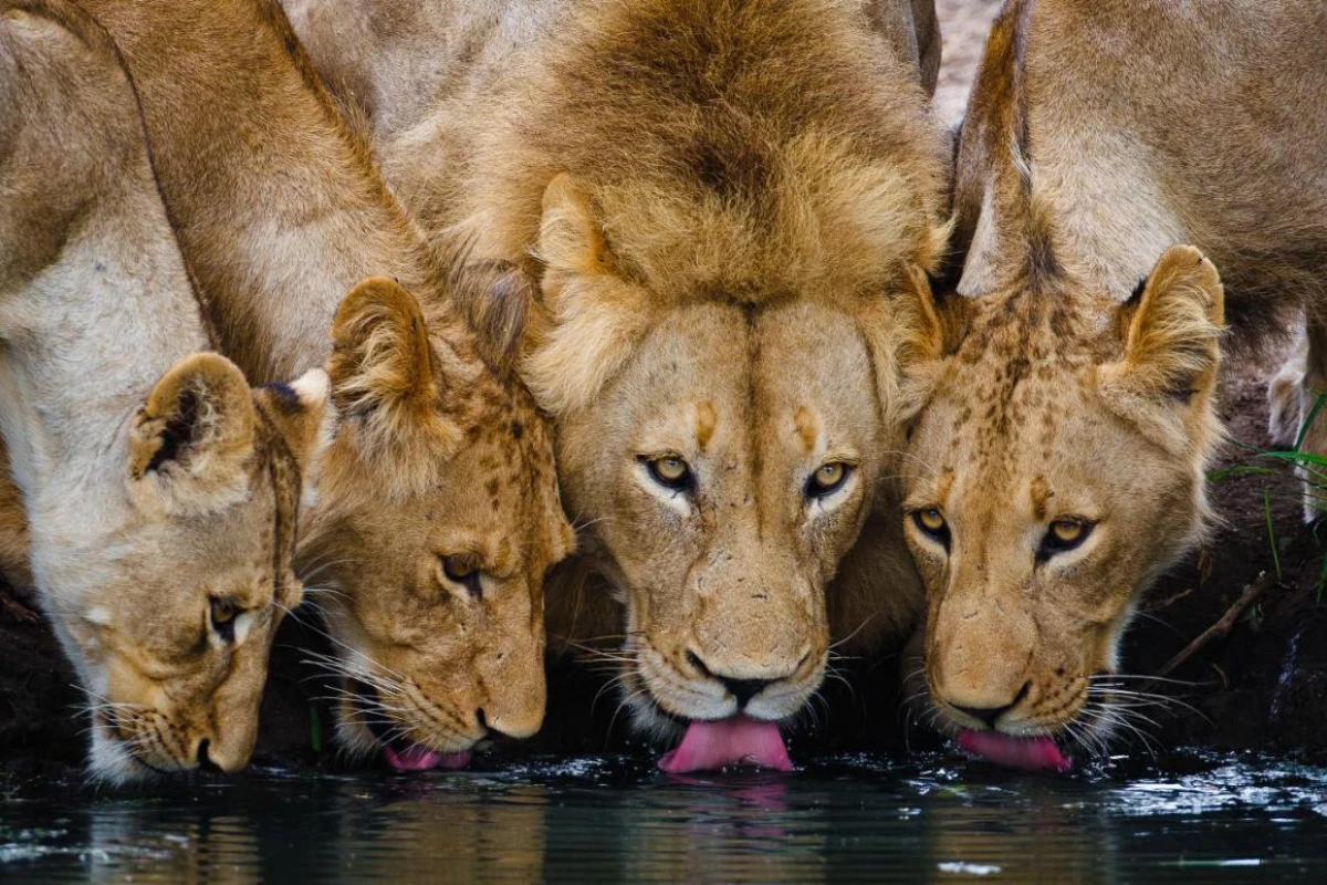 Geigers Camp - Hotel Photo 15