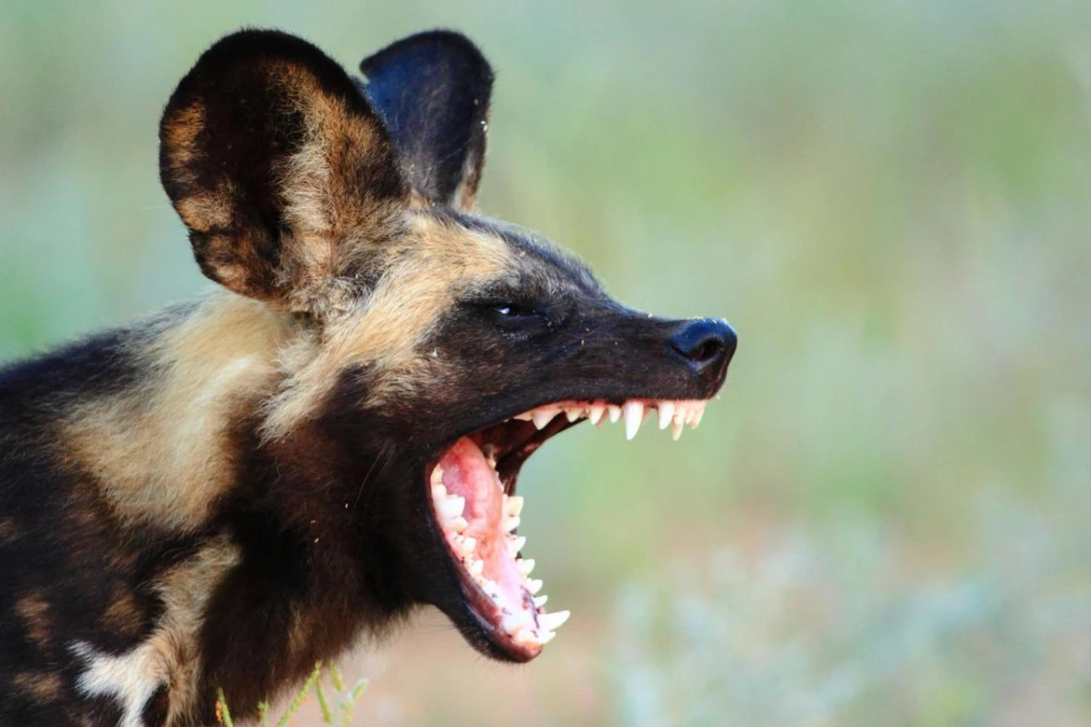 Geigers Camp - Hotel Photo 32