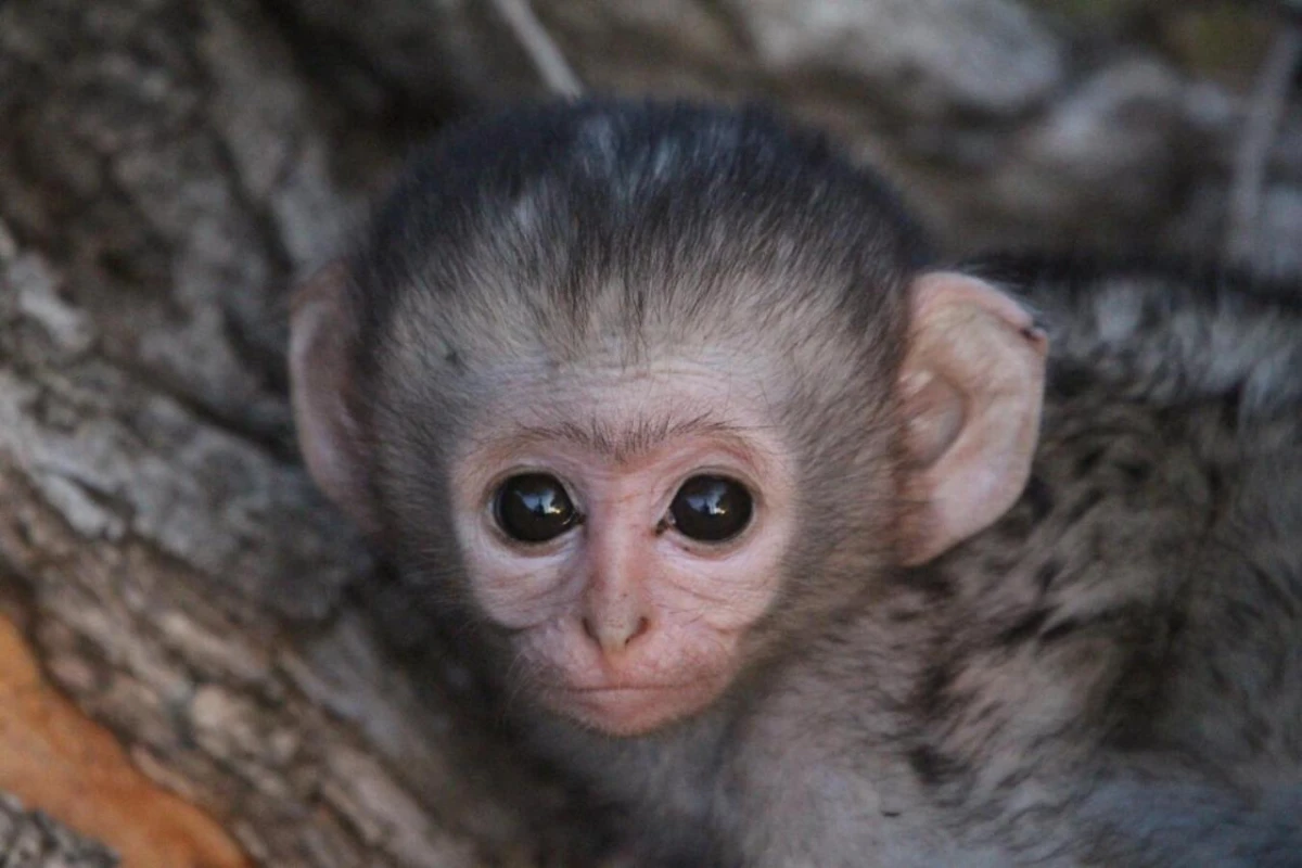 Leopard Hills - Hotel Photo 9