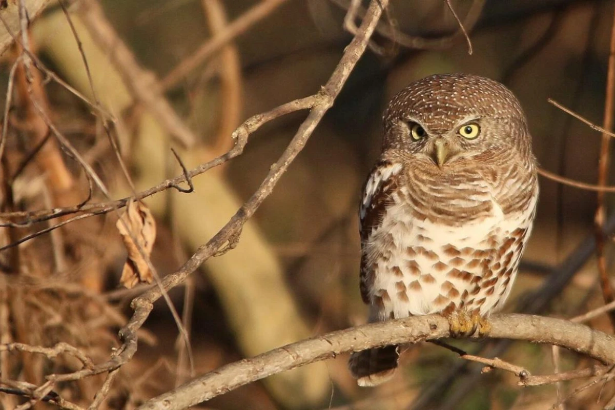 Leopard Hills - Hotel Photo 11