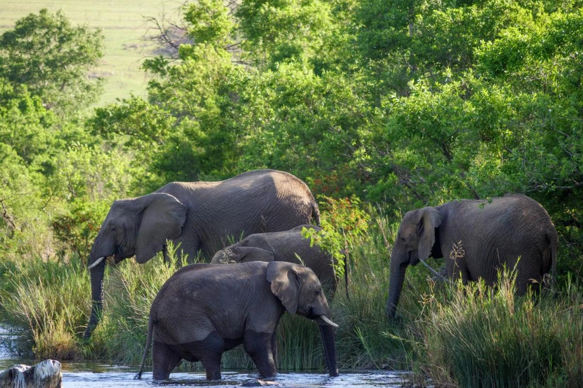 Nkomazi Game Reserve - Hotel Photo 6