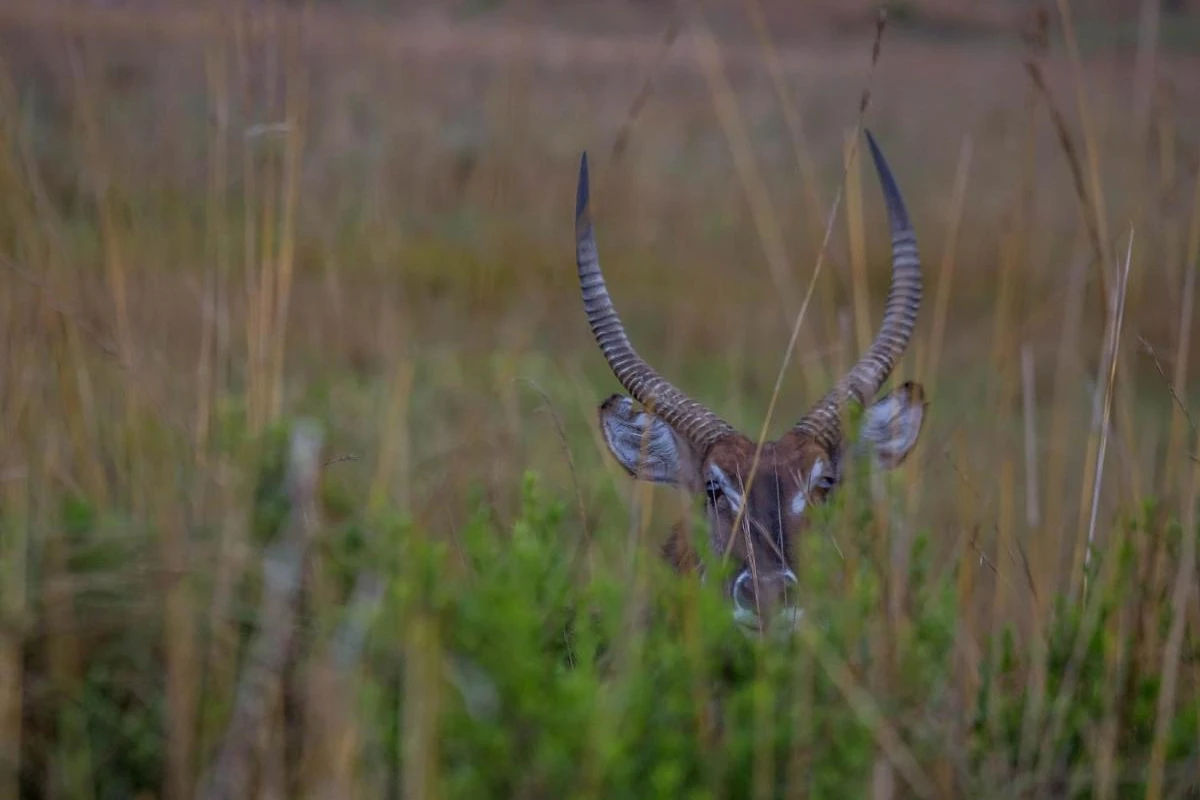 Nkomazi Game Reserve - Hotel Photo 24