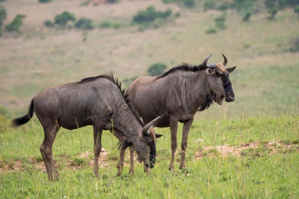 Nkomazi Game Reserve - Hotel Photo 25