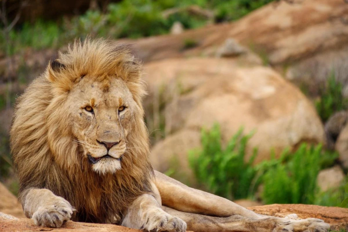 Nkomazi Game Reserve - Hotel Photo 27