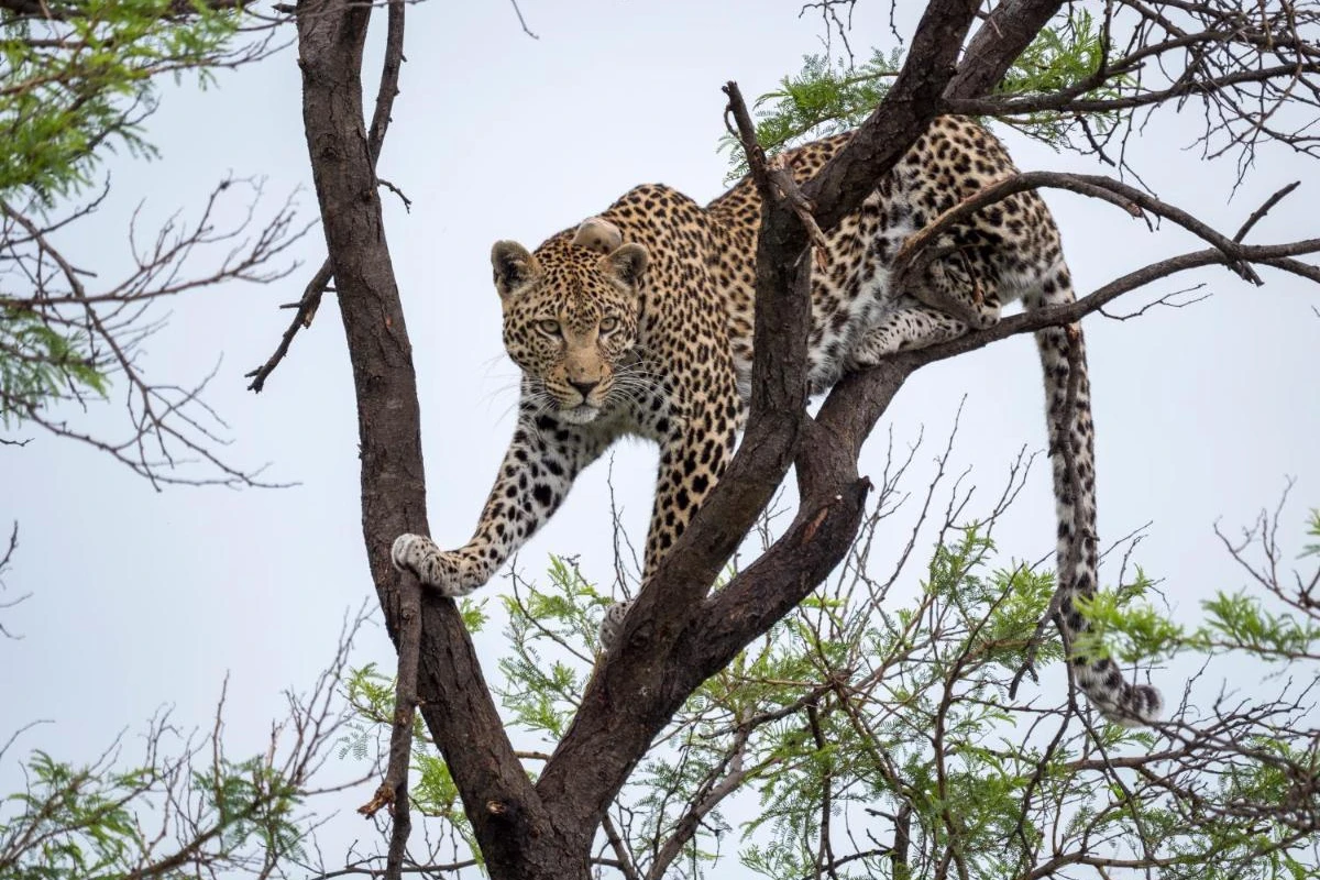 Nkomazi Game Reserve - Hotel Photo 28