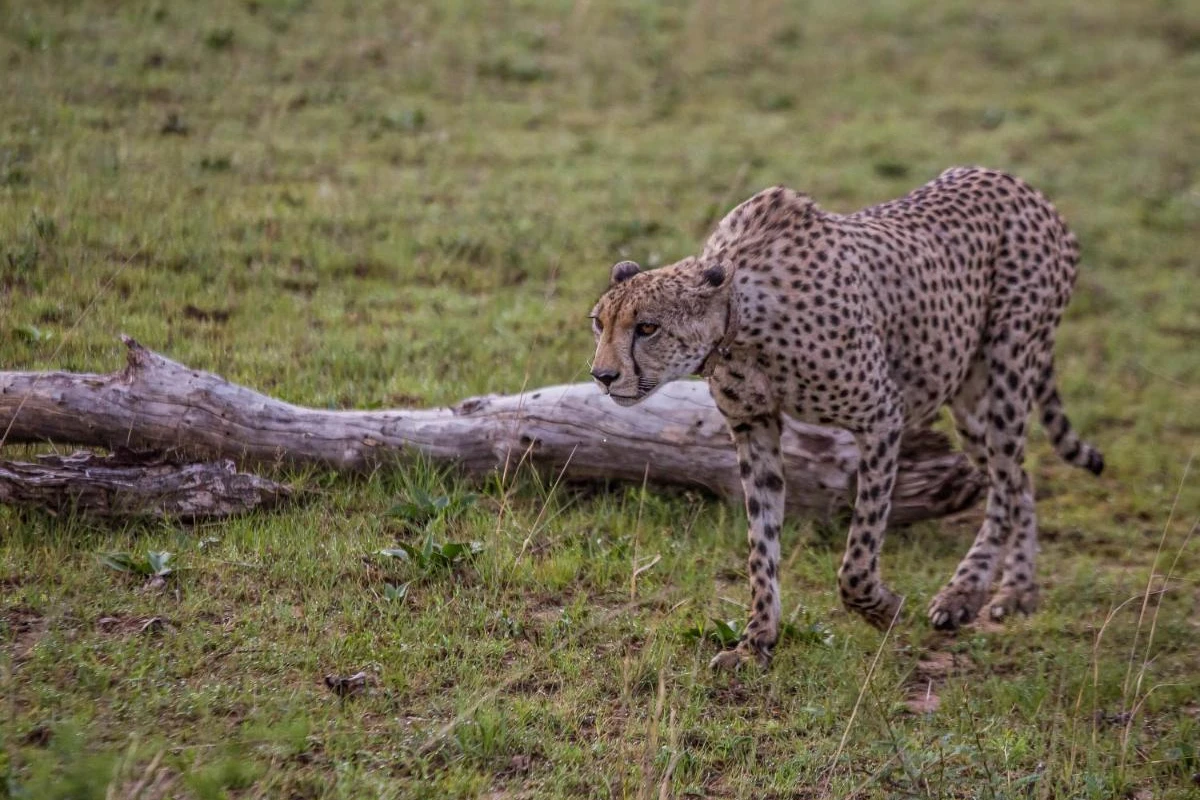 Nkomazi Game Reserve - Hotel Photo 36
