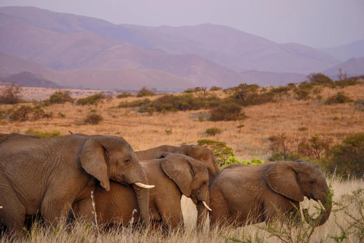 Nkomazi Game Reserve - Hotel Photo 37