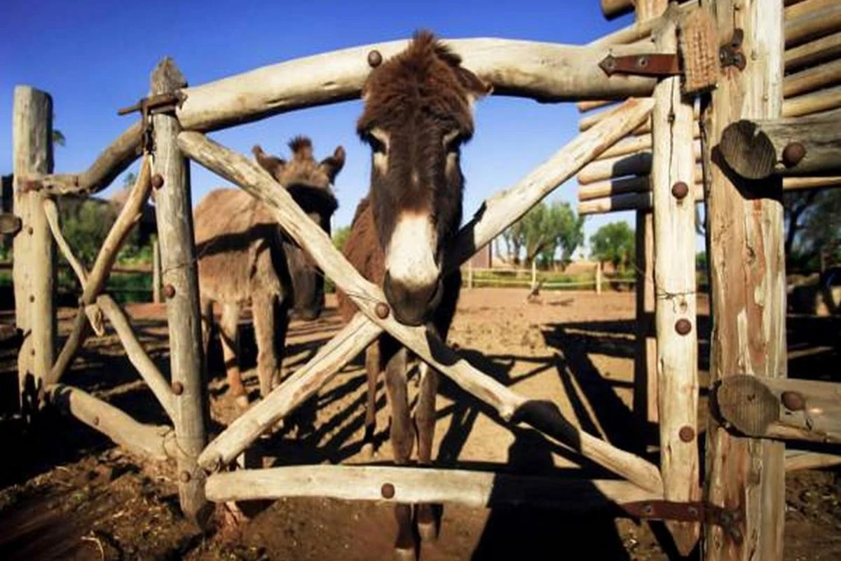 Fellah Hotel - Hotel Photo 20